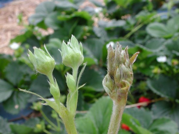 Symptoms of flower-truss die-back as a result of tarsonemid mite feeding